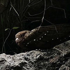 Steatornis caripensis