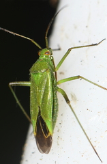 Calocoris affinis