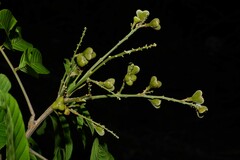 Cupania scrobiculata