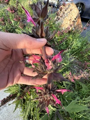 Salvia spathacea