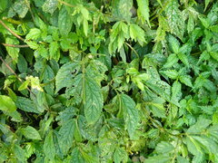 Elatostema platyphyllum