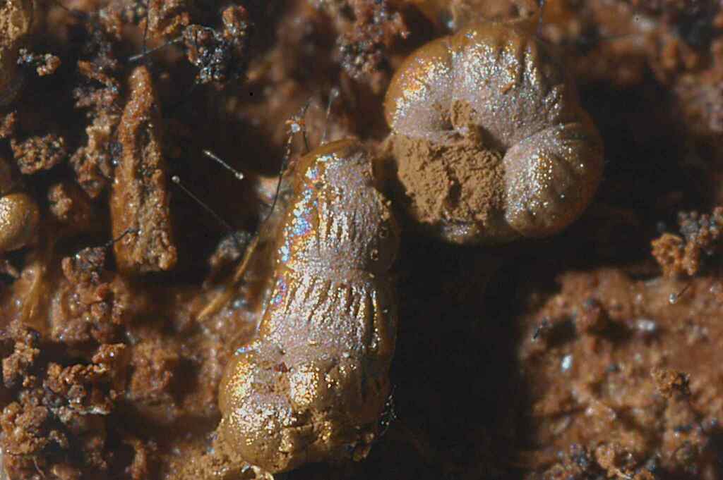 Reticularia lobata