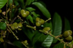 Cupania scrobiculata