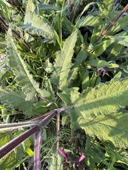 Salvia spathacea