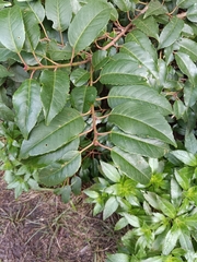 Prunus lusitanica hixa