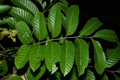 Cupania scrobiculata