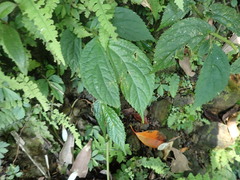 Elatostema platyphyllum