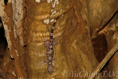 Hemidactylus depressus