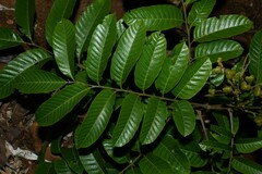 Cupania scrobiculata