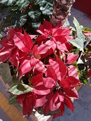 Euphorbia pulcherrima