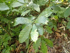 Ficus nervosa