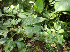 Elatostema platyphyllum