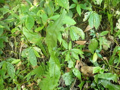 Leptochilus wrightii