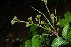 Cupania scrobiculata