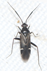 Cremnocephalus alpestris