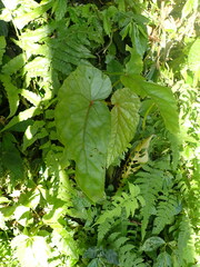 Begonia longifolia