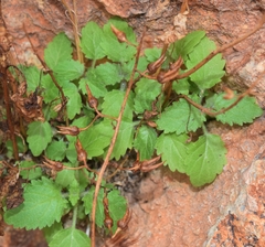 Scrophularia arguta