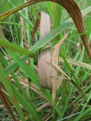 Acanthoxia gladiator