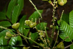 Cupania scrobiculata