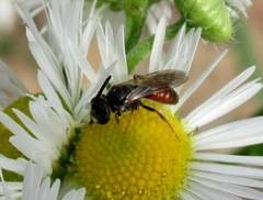 Sphecodes crassus