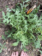 Caulanthus lasiophyllus