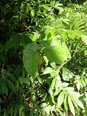 Begonia longifolia