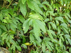 Elatostema platyphyllum