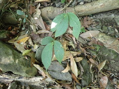 Elatostema platyphyllum