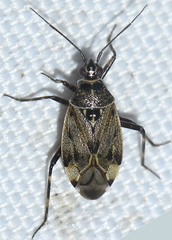 Deraeocoris annulipes