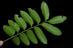 Cupania scrobiculata