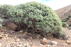 Euphorbia balsamifera image