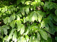 Elatostema platyphyllum