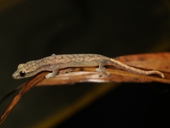 Hemiphyllodactylus typus