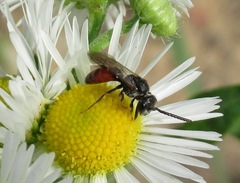 Sphecodes crassus