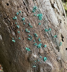 Chlorociboria