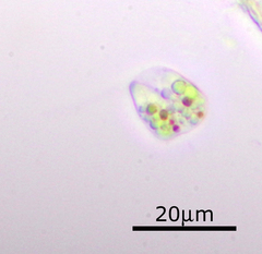 Euglenozoa