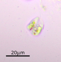 Euglenozoa