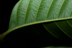 Cupania scrobiculata