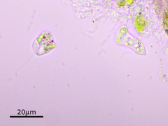Euglenozoa