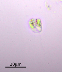 Euglenozoa