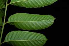 Cupania scrobiculata