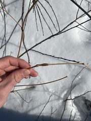 Neolasioptera clematidis