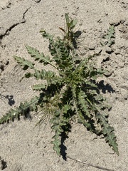 Eulobus californicus