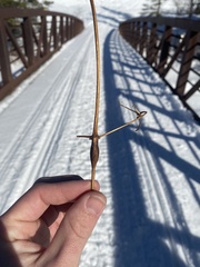 Neolasioptera clematidis