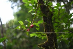 Drymonia coccinea