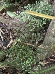 Asplenium hookerianum