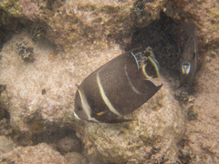 Pomacanthus arcuatus