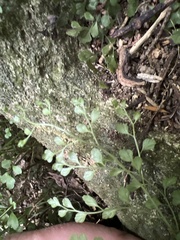Asplenium hookerianum
