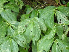 Elatostema platyphyllum