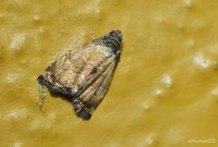 Cobubathinae